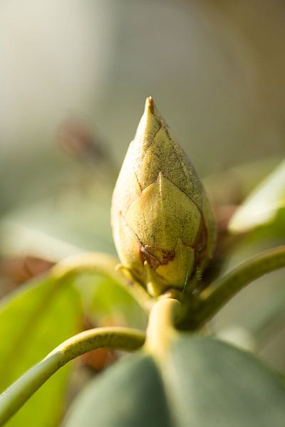 botanical art, macro picture of a flower by Karijn | Fine art Natuur en Reis Fotografie