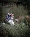 Siberische tijger op de uitkijk van Marc van Tilborg thumbnail