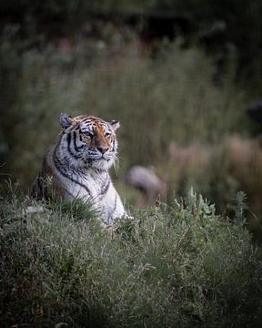 Siberische tijger op de uitkijk van Marc van Tilborg