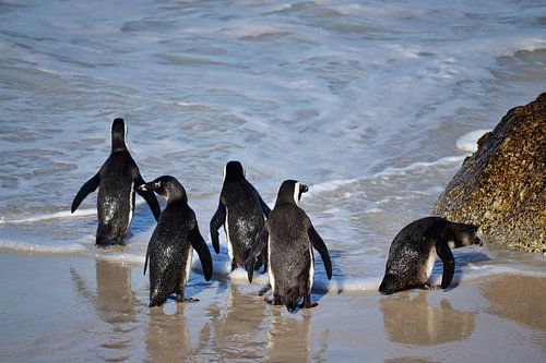 Pinguins naar zee
