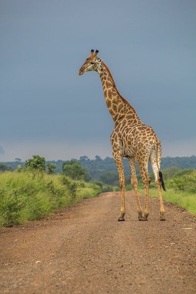 Right of way by Marijke Arends-Meiring