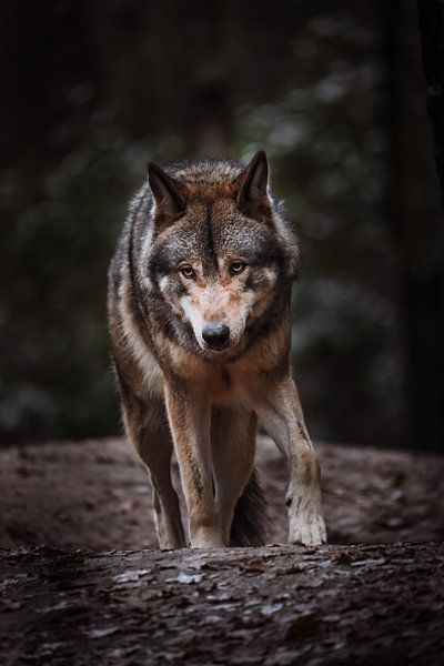 The European Wolf by Design Wall Arts