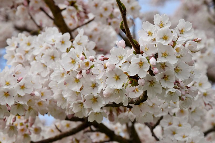 Japanese cherry blossom Sakura by Corine Dekker