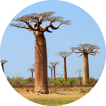 Baobab bomen Madagaskar van Dennis van de Water