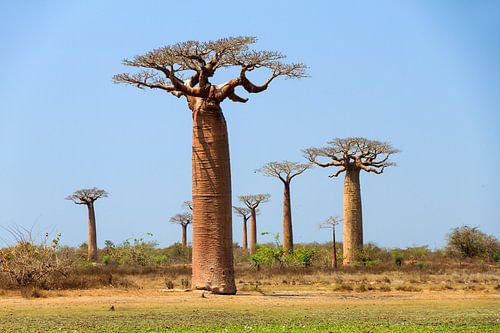 Baobab bomen Madagaskar