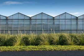 Greenhouses with blue skies and green grass by Arjan van der Veer