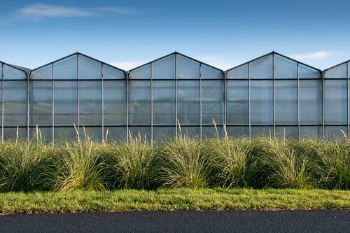 Greenhouses with blue skies and green grass