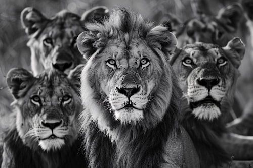 Famille de lions dans la savane