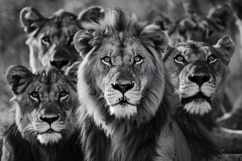 Lion family in the savannah by Art & Soul Creations