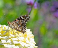Distelfalter in einer Nahaufnahme