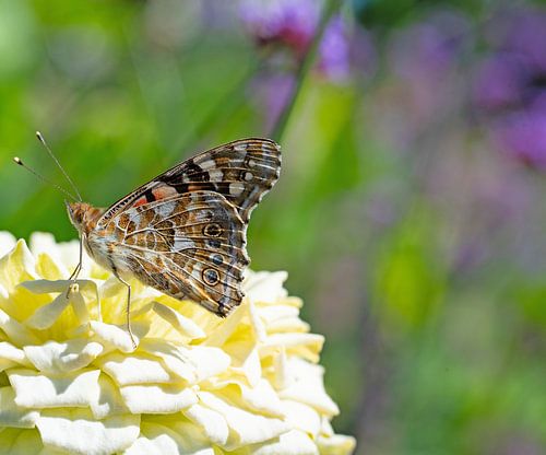 Papillon de chardon en gros plan