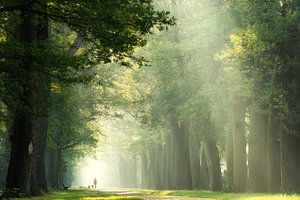 Faites une promenade