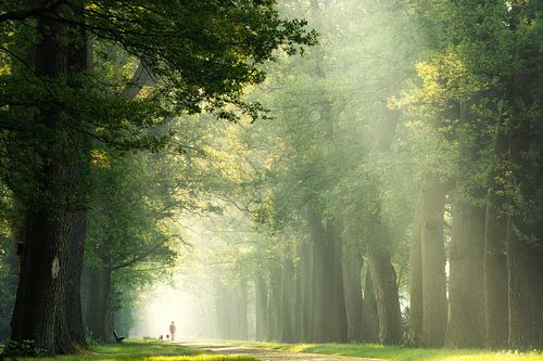 Wandeling in het bos op een vroeg lenteochtend