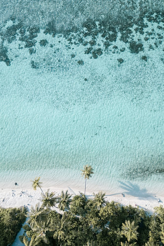 Palm trees, beach and sea | travel photography print | Maldives
