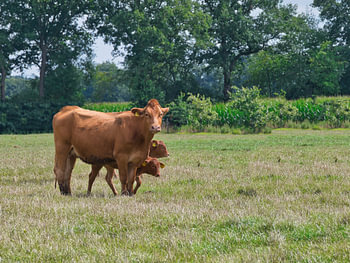 een koetje en twee kalfjes