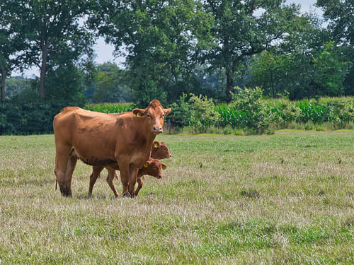 a cow and two calves