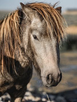 Blond horses van Sonny Vermeer