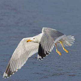 Pontic Gull by Cees van der Linden