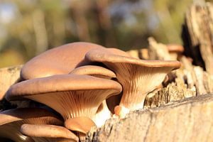 Herfst paddenstoelen