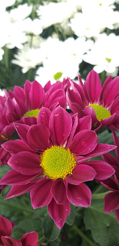 Chrysantbloem