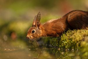 Trinkendes Eichhörnchen am Waldrand mit weichem Bokeh