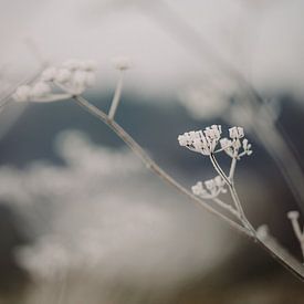 Makroaufnahme - Eis auf Blume 3 von Diewke Eerdekens