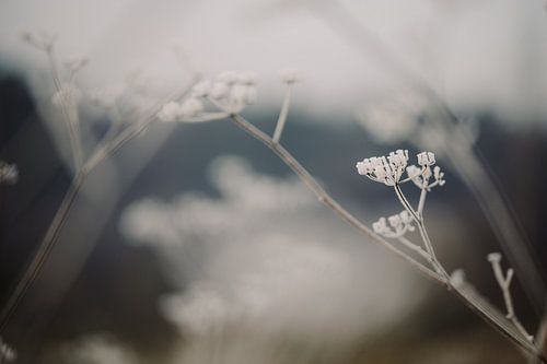 Macro photo - Glace sur fleur 3