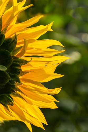Detail of sunflower with backlight from the sun