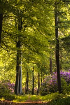 Chemin forestier à travers les rhododendrons en fleurs sur Moetwil en van Dijk - Fotografie
