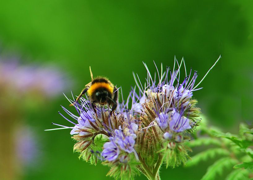 Bijenvriend 4 van Edgar Schermaul