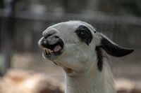 Crazy llama beak
