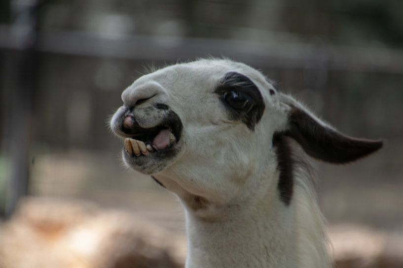 Crazy llama beak by Artoon Projects