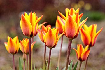 Tulipes rouges et jaunes sur Rob Boon