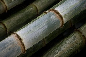 Bamboe stengels patroon van Tessa Louwerens