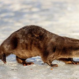 Otter (Lutra lutra) van Dirk Rüter