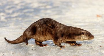 Otter (Lutra lutra) van Dirk Rüter