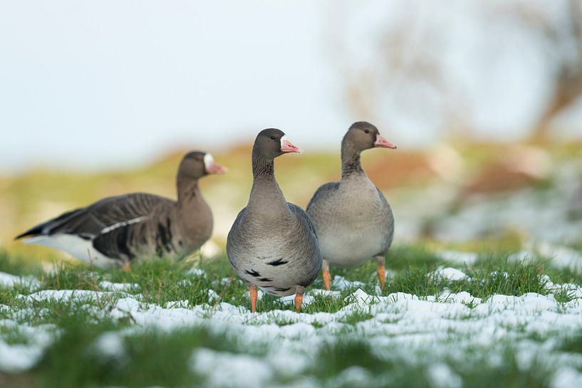 Blässgaense * Anser albifrons * im Schnee van wunderbare Erde