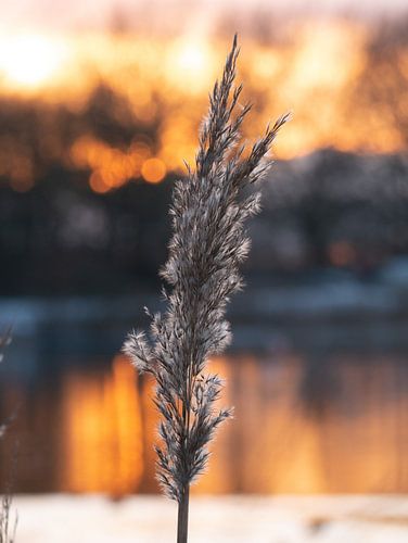 Riet pluim bij zonsondergang