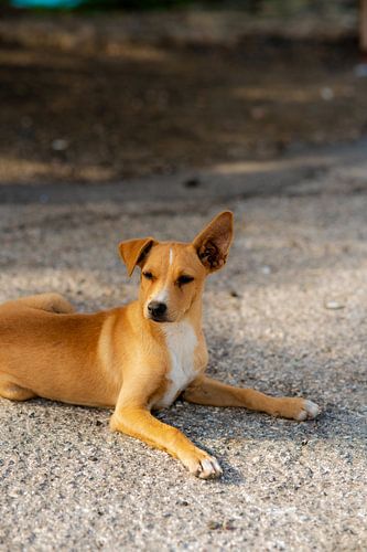 Zwerfpup op Curaçao