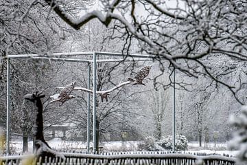 Vögel, Giraffen und Schnee auf dem Rivierenhof von Ribbi