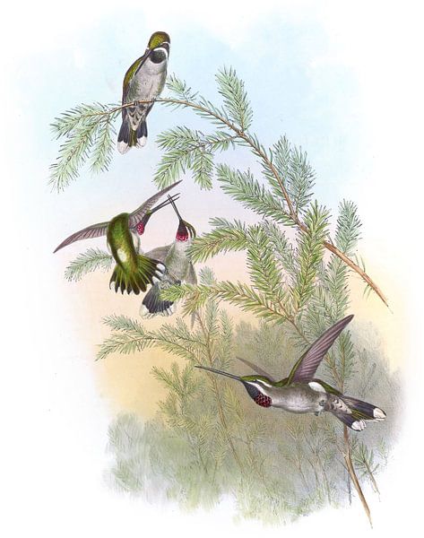 Pine Star-Throat, John Gould van Hummingbirds