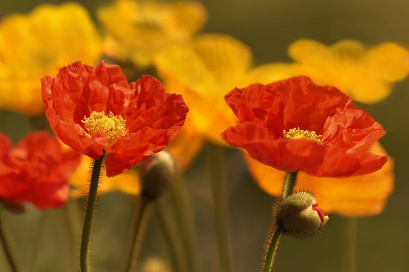 Poppies by Violetta Honkisz