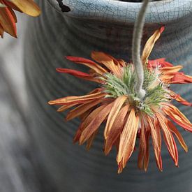 Gerberadeloos by Hanneke van Lit