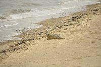 Zeehond op het strand