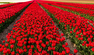 Tulpen in Flevoland