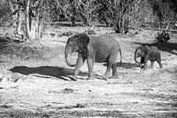 Olifanten in Chobe NP