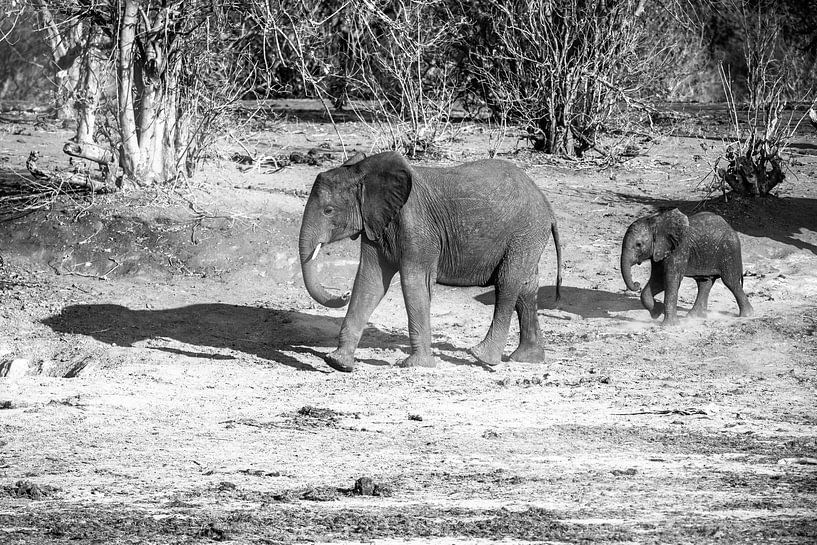 Olifanten in Chobe NP by Henri Kok