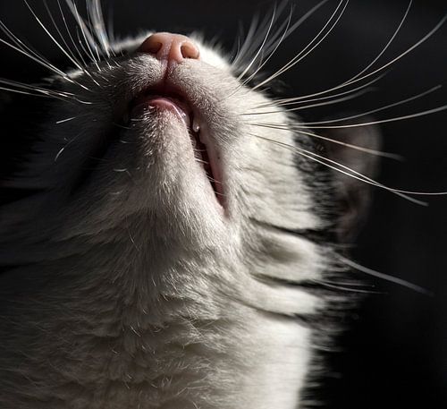 Kattenneus in de lucht