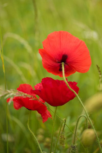 Drei Mohnblumen auf dem Feld von Marianne Rouwendal