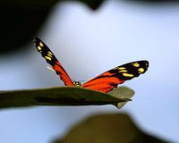 Schmetterling auf Blatt